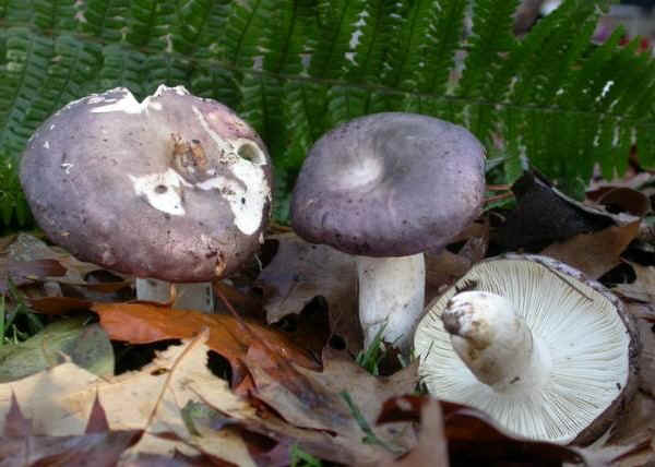  Image name: Russula_cyanoxantha4.jpg 
 width: 600 pixel 
 height: 428 pixel 
 Size: 29957 bytes 
 Click to enlarge 